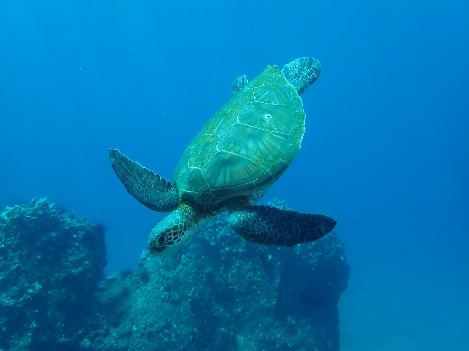 Photo 7 of Island Style Diving in Wailea, Maui