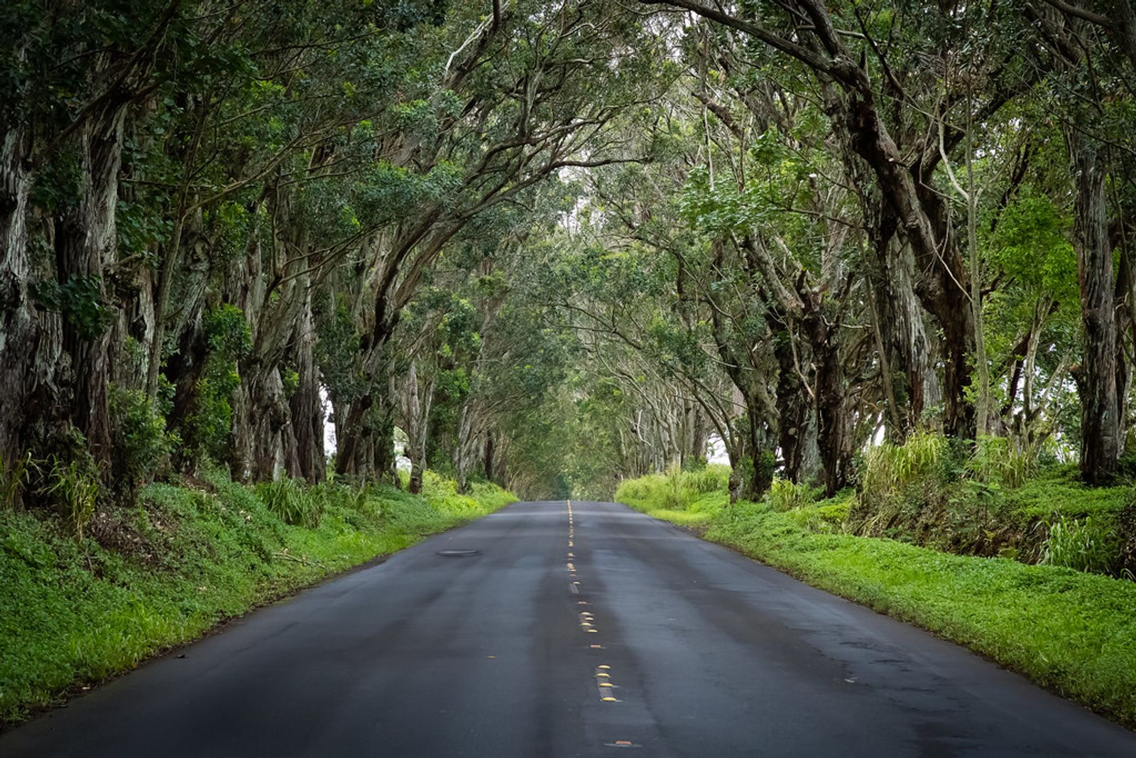 5 Incredible Scenic Drives on Kauai