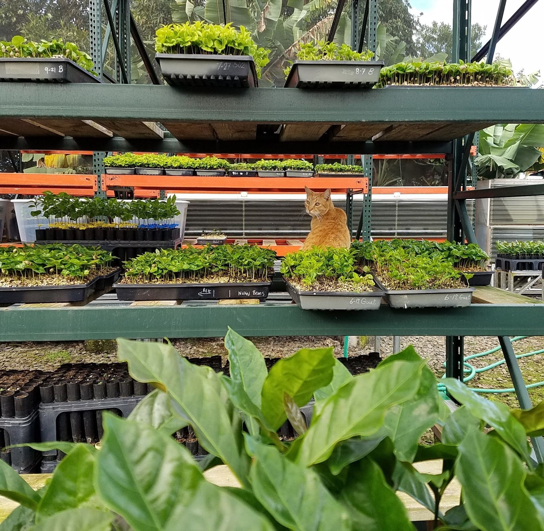 Photo 9 of Kona Farm Direct Coffee in Hōlualoa, Big Island
