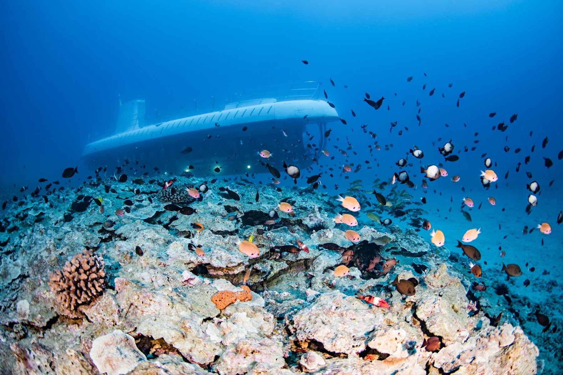 Photo 1 of Atlantis Submarines Maui in Lāhainā, Maui