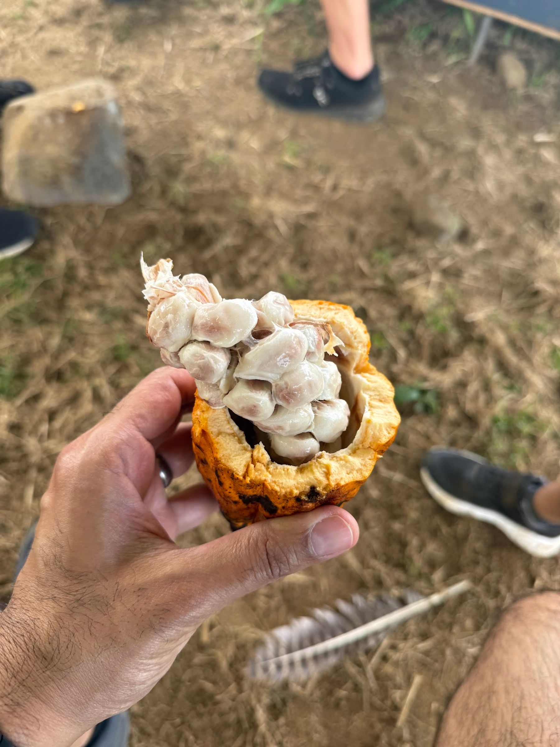 Photo 7 of Hale Cocoa Cafe & Kona Chocolate Farm Tour in South Kona, Big Island