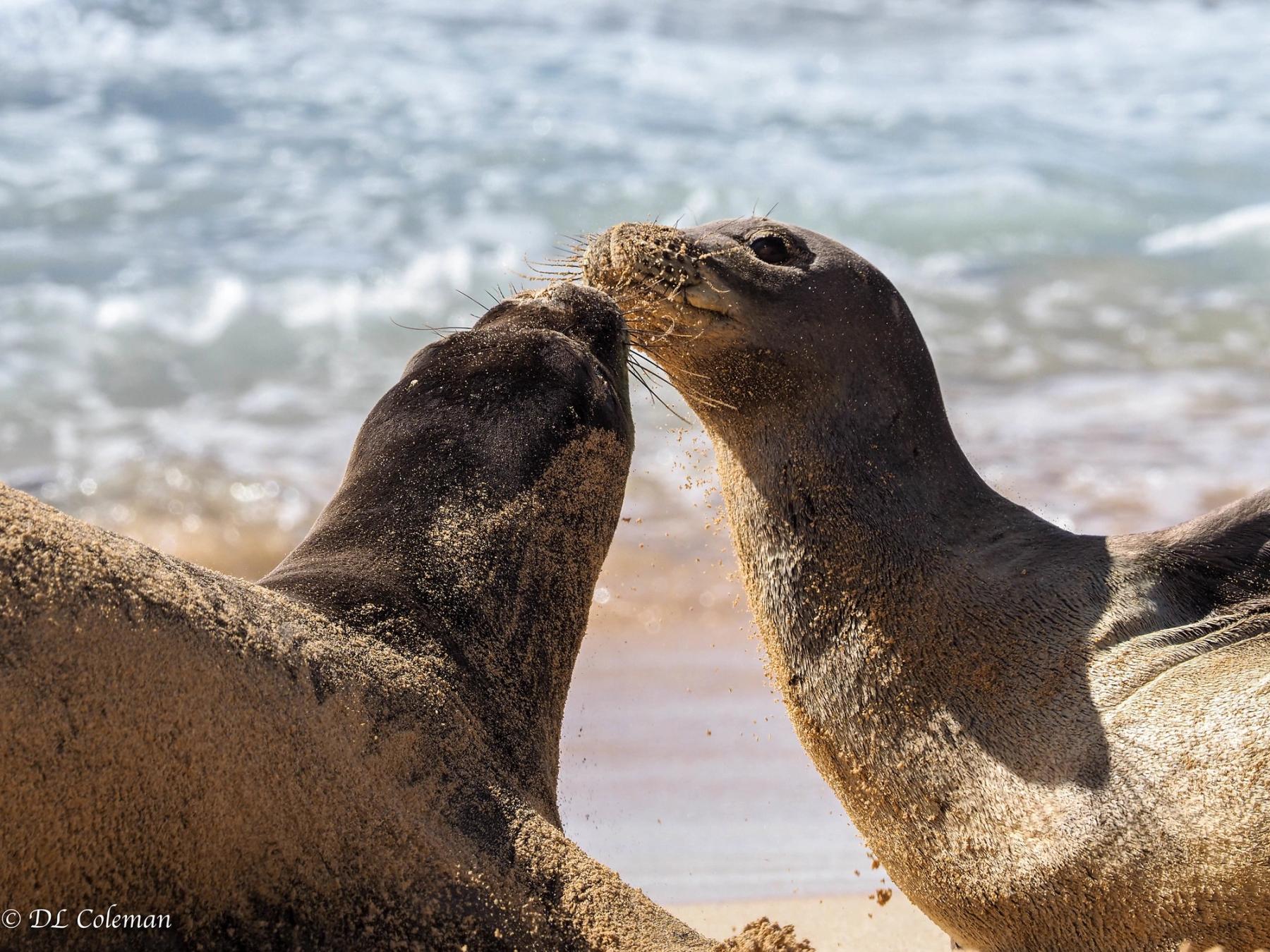 Two Hawaiian monk seals nuzzle on sandy beach with blurred ocean waves behind them