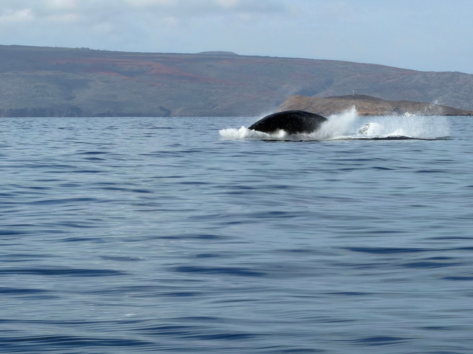 Photo 6 of Maui Snorkel Charters in Wailea, Maui