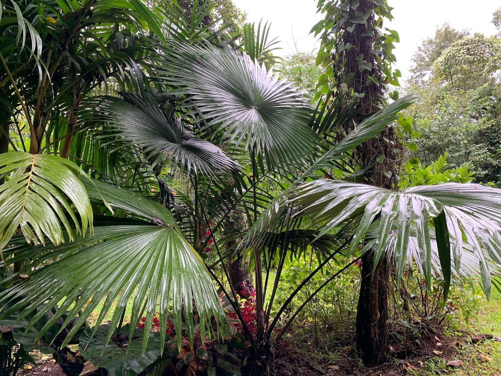 Princeville Botanical Gardens in Princeville, Kaua‘i photo 4