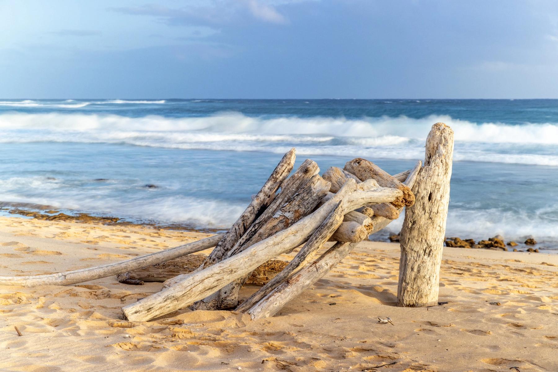 Sun-bleached driftwood piled on golden sand with soft ocean waves and a blue sky beyond
