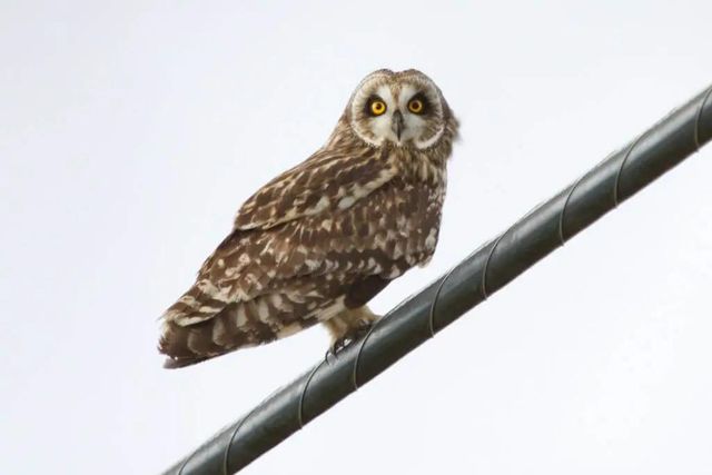 Maui’s Pueo (owl)