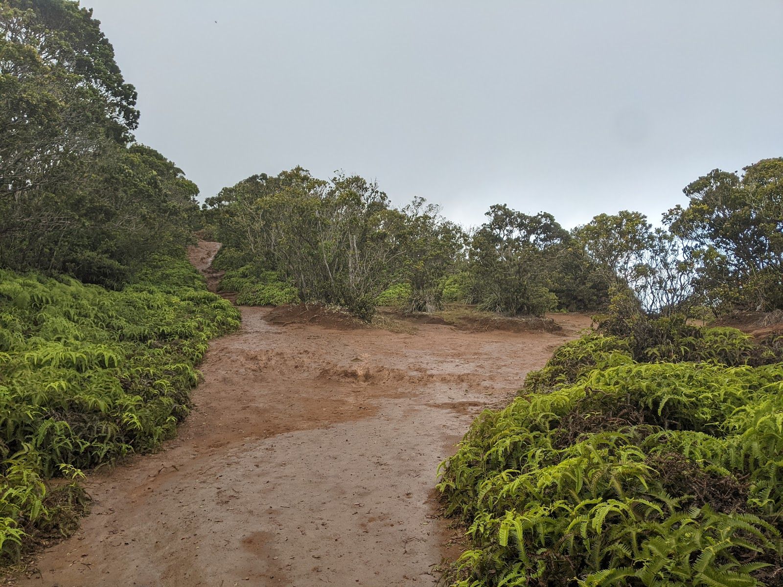 Na Pali-Kona Forest Reserve in Waimea, Kaua‘i photo 5