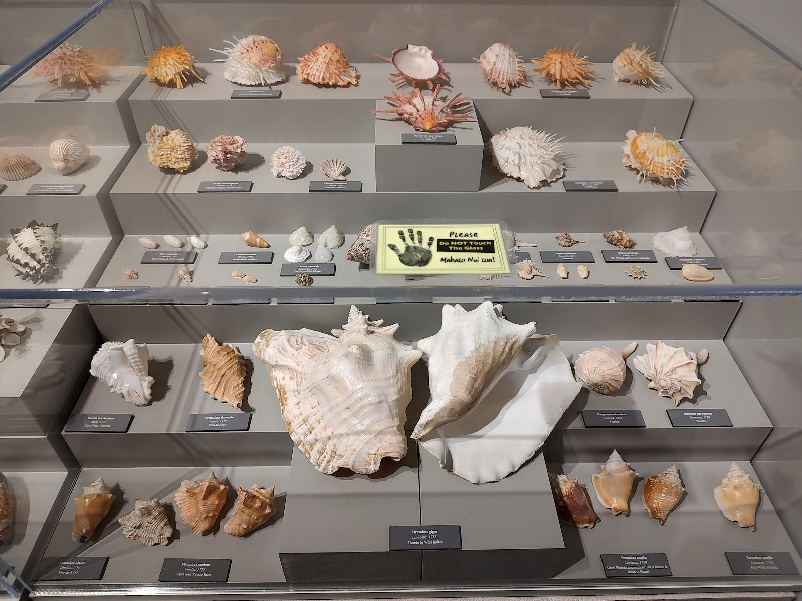 Photo 10 of Lyman Museum in Hilo, Big Island