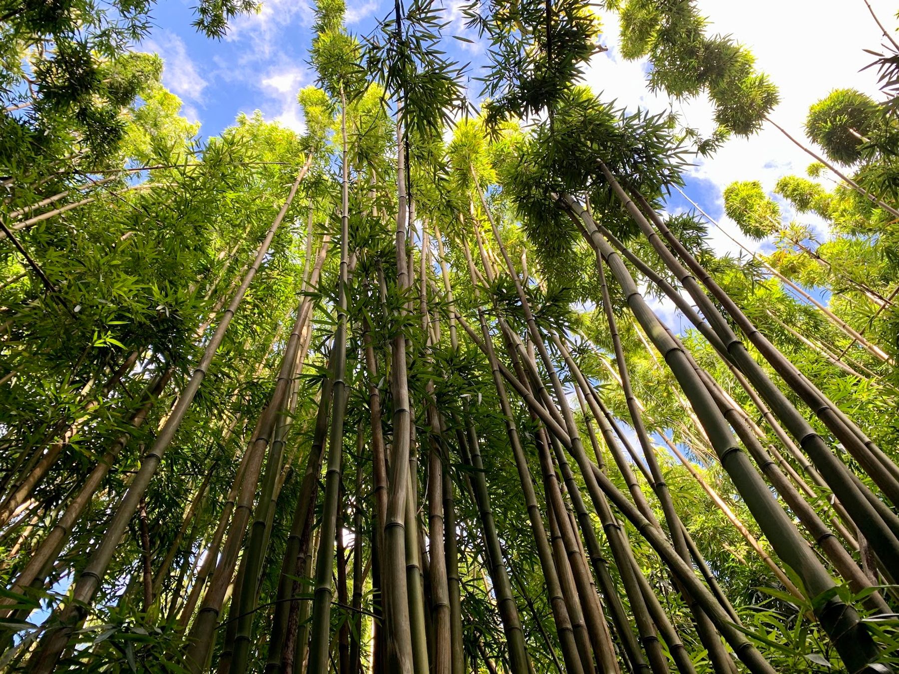 Photo 4 of Banyan Tree in Kīpahulu & Kaupō, Maui