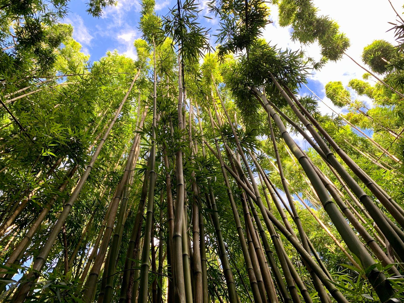 Photo 4 of Banyan Tree in Kīpahulu & Kaupō, Maui
