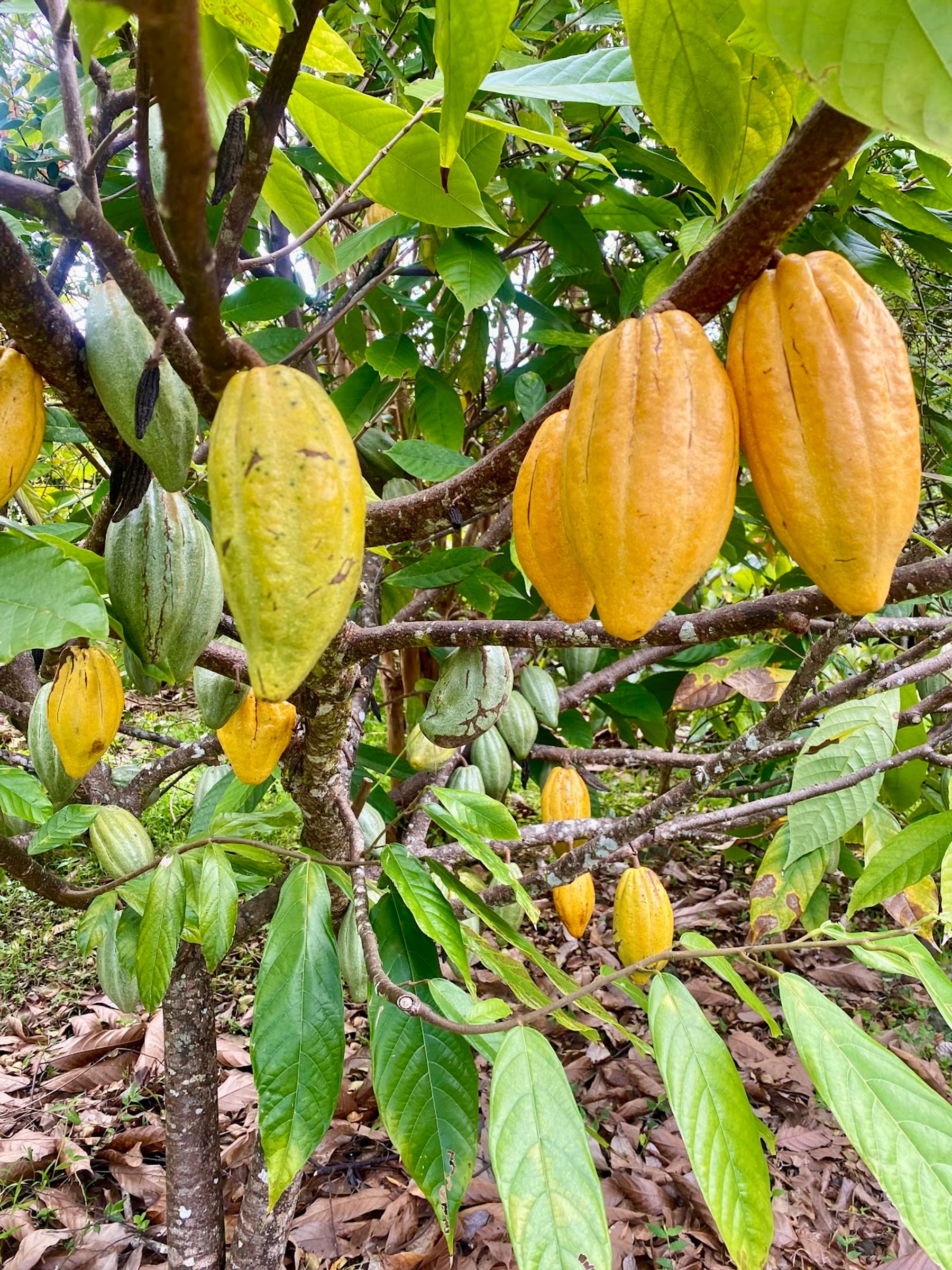 Photo 3 of Kuaiwi Farm in South Kona, Big Island