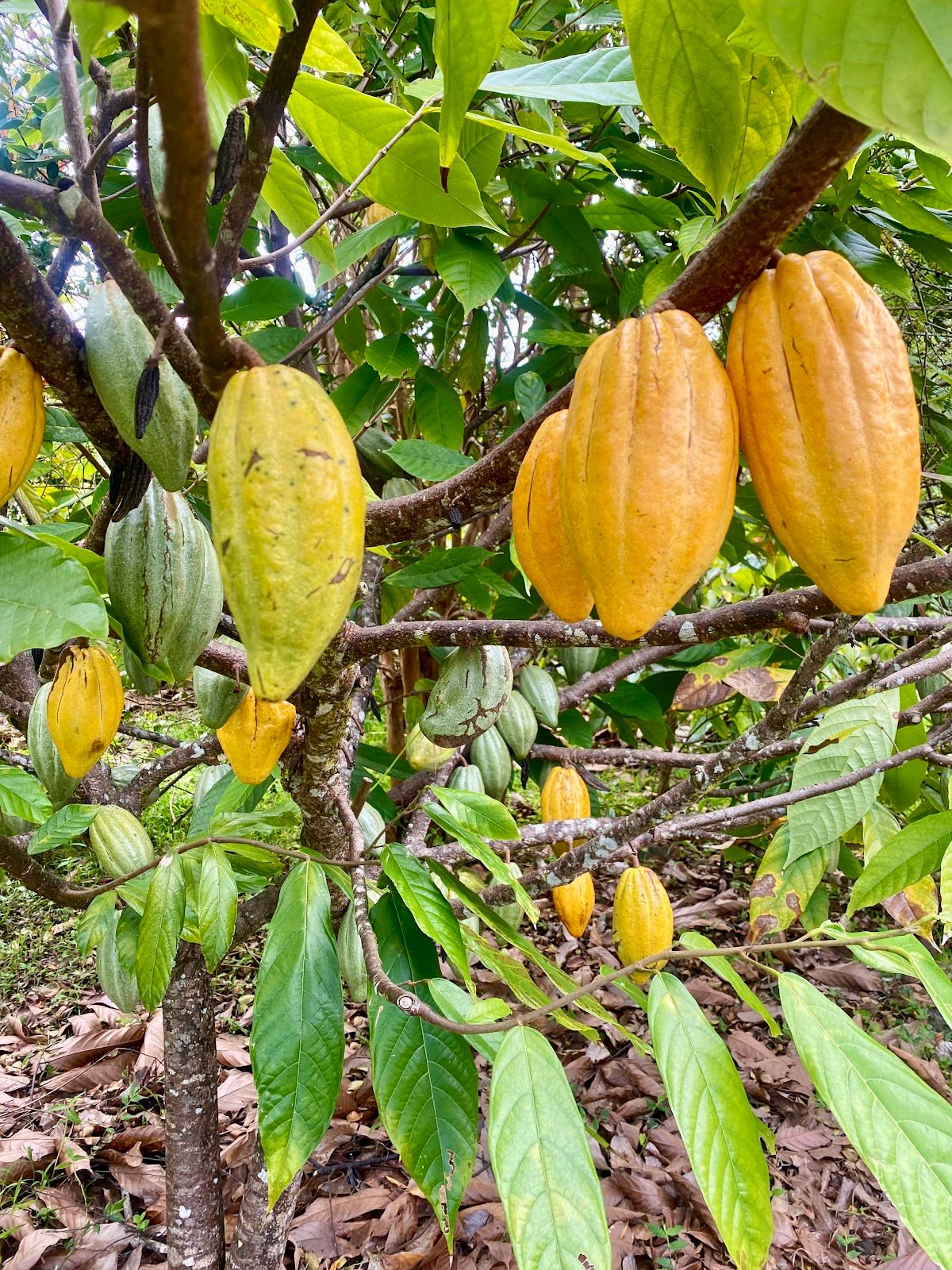 Photo 3 of Kuaiwi Farm in South Kona, Big Island