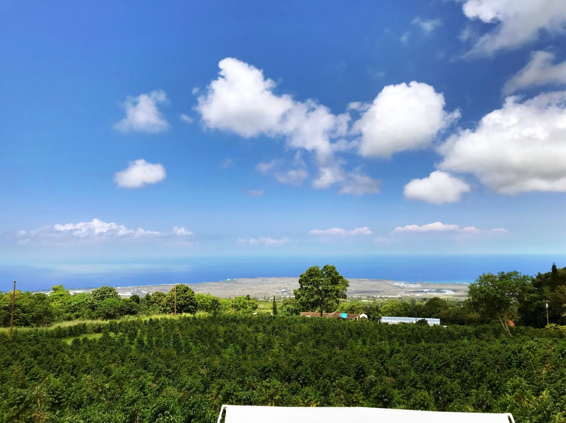 Photo 9 of Hula Daddy Kona Coffee in Hōlualoa, Big Island