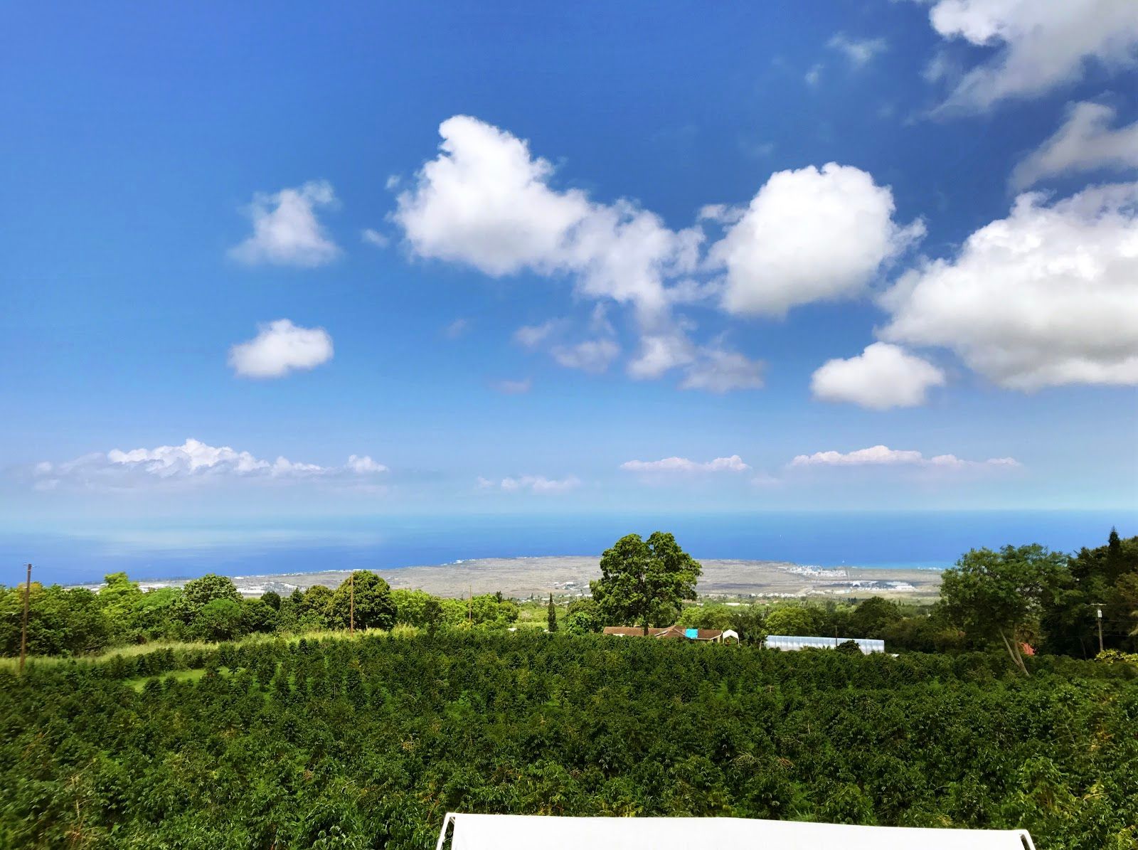 Photo 9 of Hula Daddy Kona Coffee in Hōlualoa, Big Island