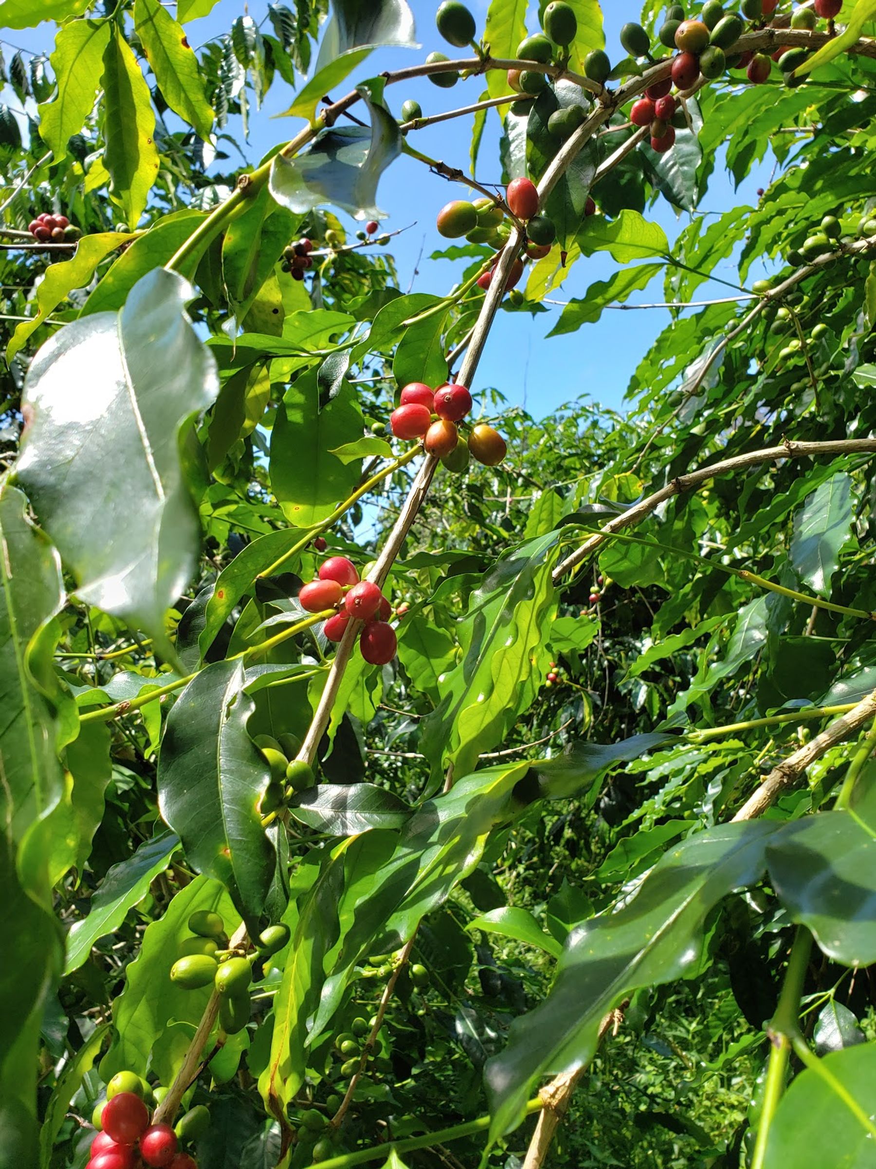 Photo 3 of Buddha's Cup Kona Coffee and Tea Farm in Hōlualoa, Big Island