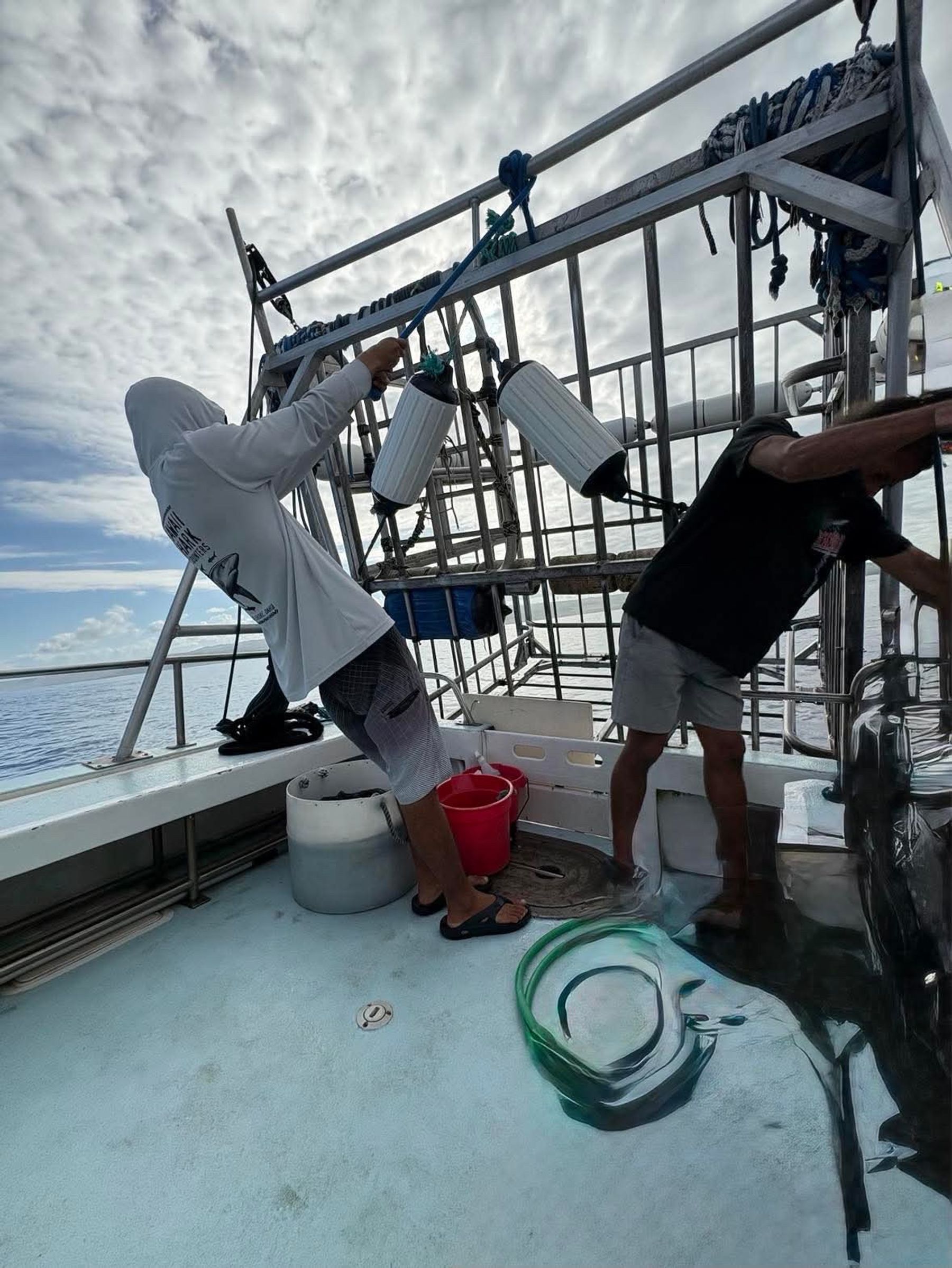 Photo 10 of Hawaii Shark Encounters in Haleʻiwa, Oahu