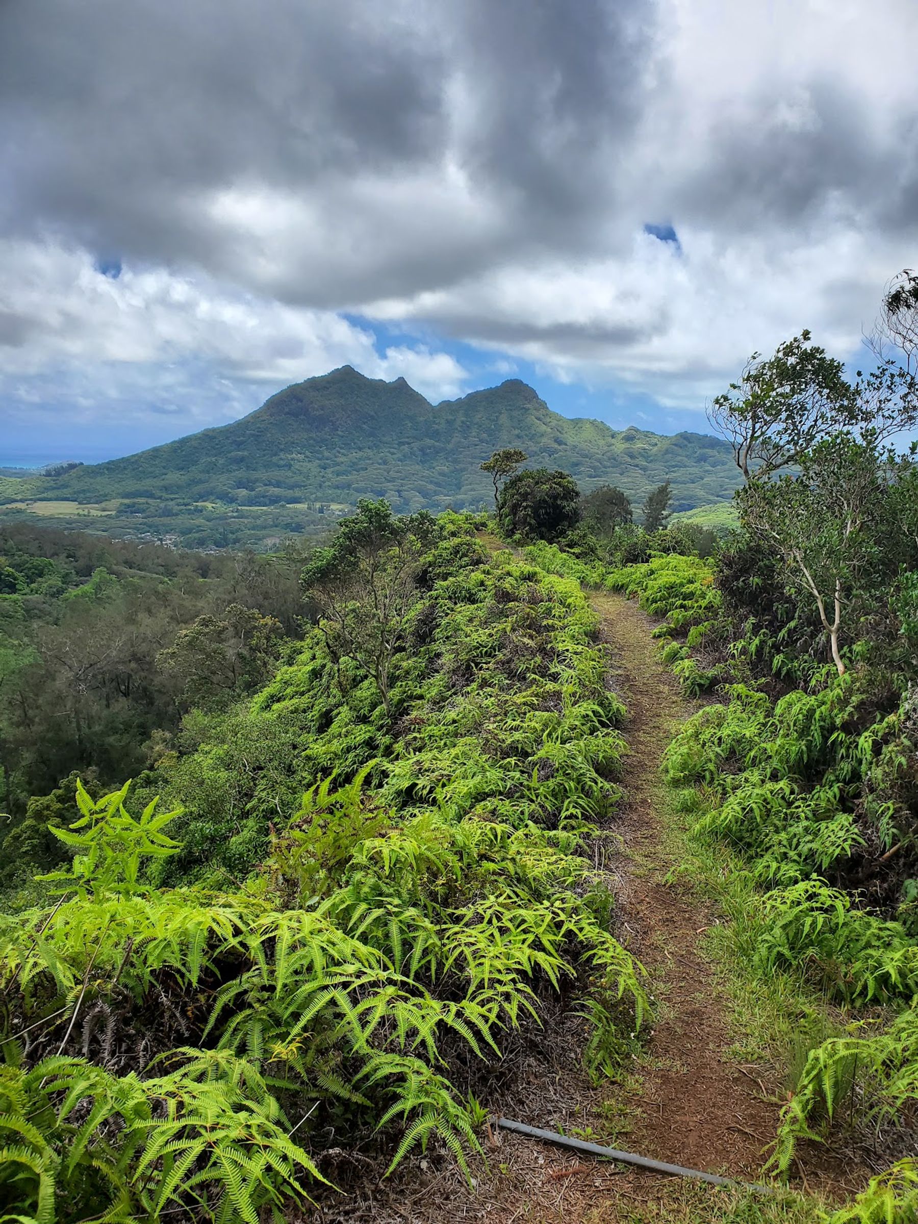 Photo 6 of Maunawili Falls Trail in Kailua & Lanikai, Oahu