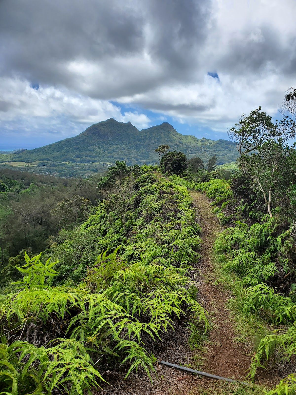 Photo 6 of Maunawili Falls Trail in Kailua & Lanikai, Oahu