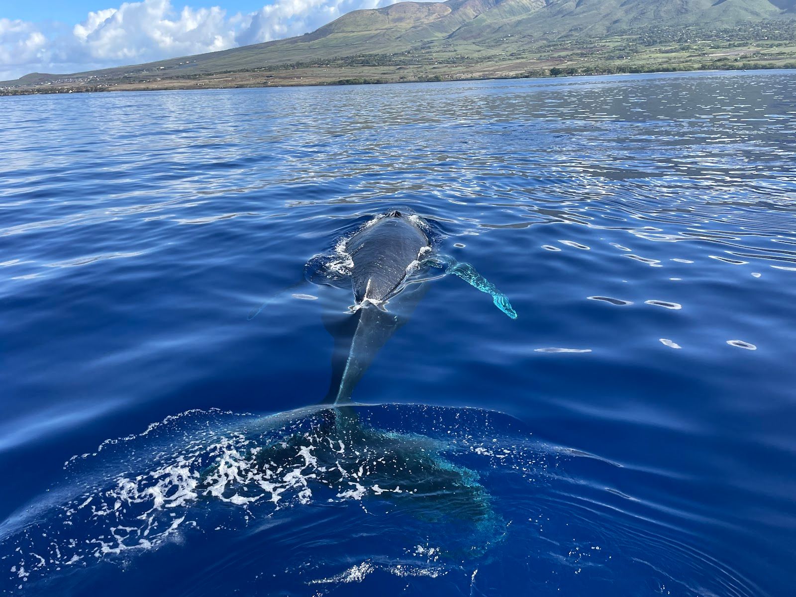Photo 3 of Teralani Sailing Adventures in Kāʻanapali, Maui