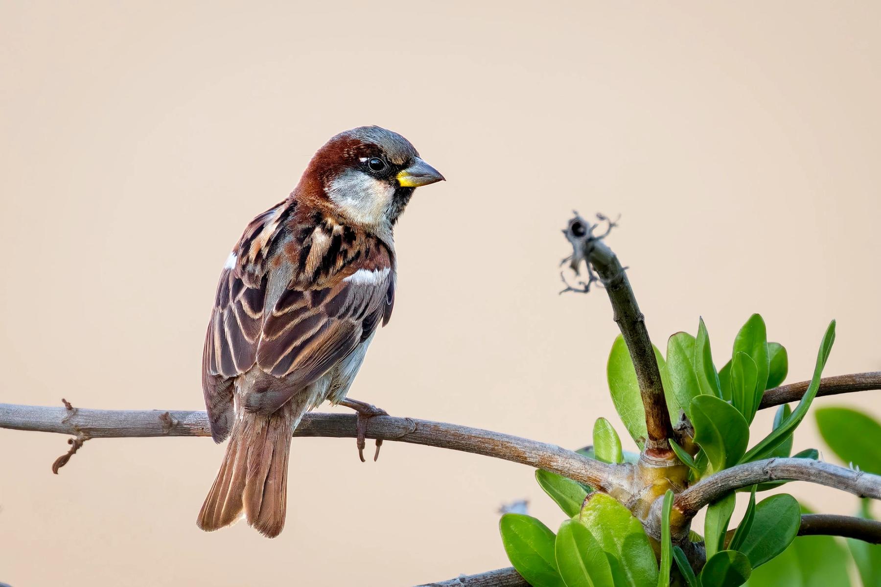 House sparrow perched on a branch beside glossy green leaves against a smooth beige background