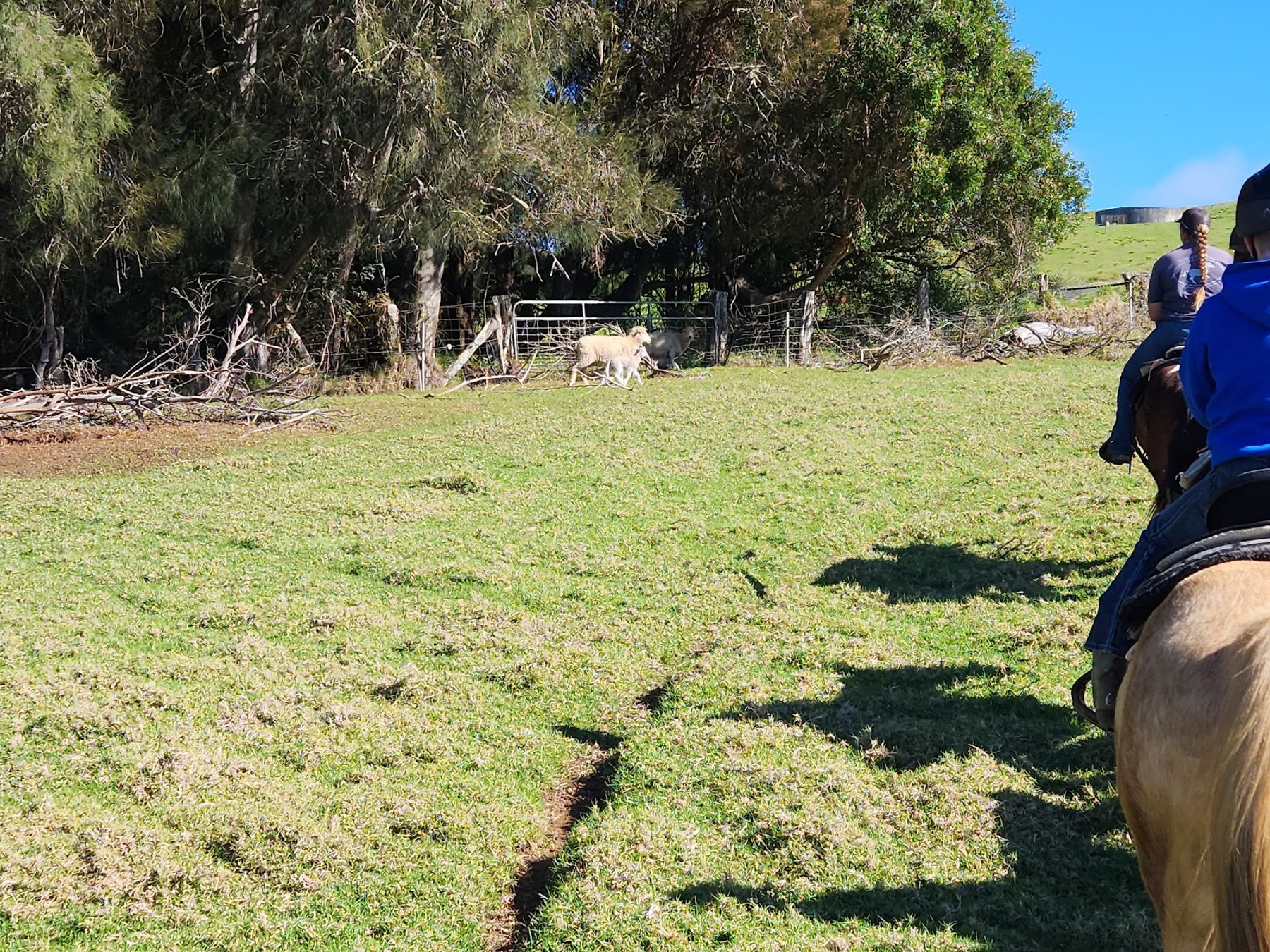 Photo 9 of Kohala Na'alapa Stables in Waimea, Big Island