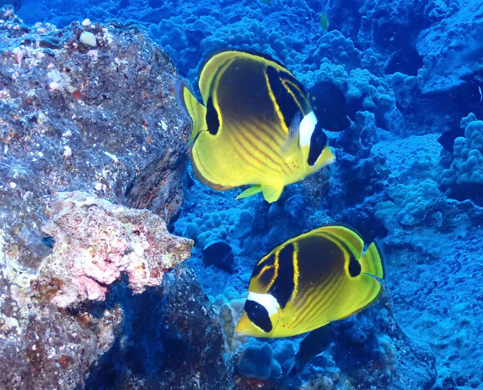 Photo 6 of Maui Diamond Sea Sports in Māʻalaea, Maui