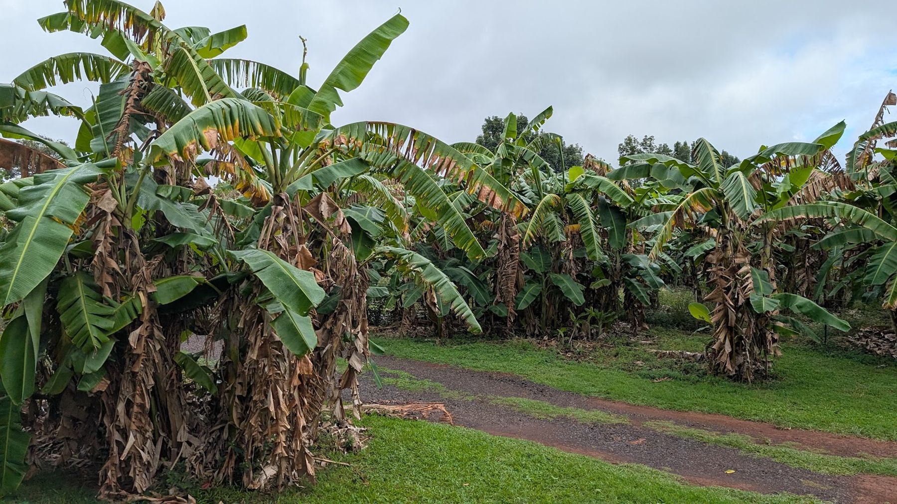 Kauai Plantation Railway in Lihue, Kaua‘i photo 5