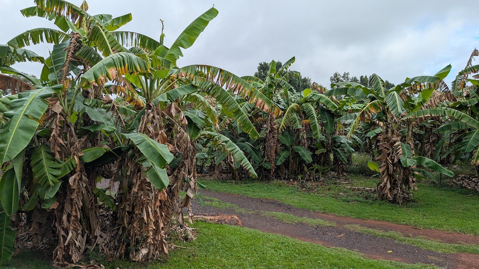 Kauai Plantation Railway in Lihue, Kaua‘i photo 5