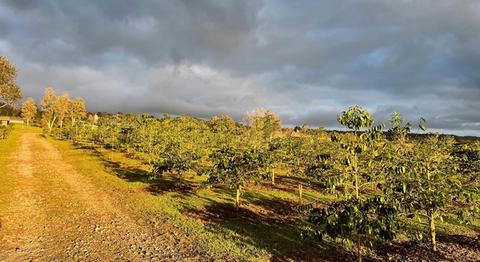 the fields at Uluwehi Farm