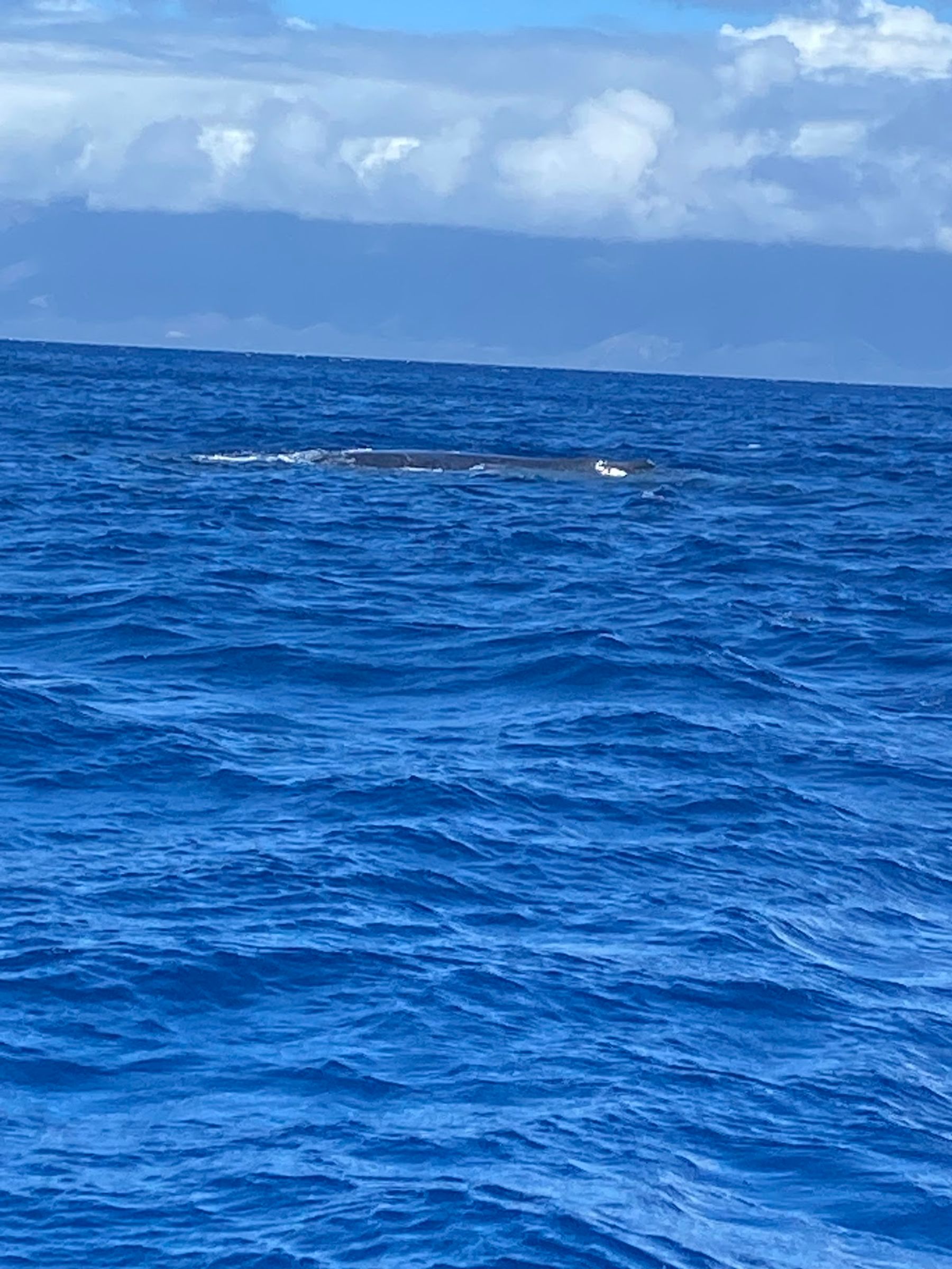 Photo 2 of The Magic Merman Snorkel Charters in Kāʻanapali, Maui