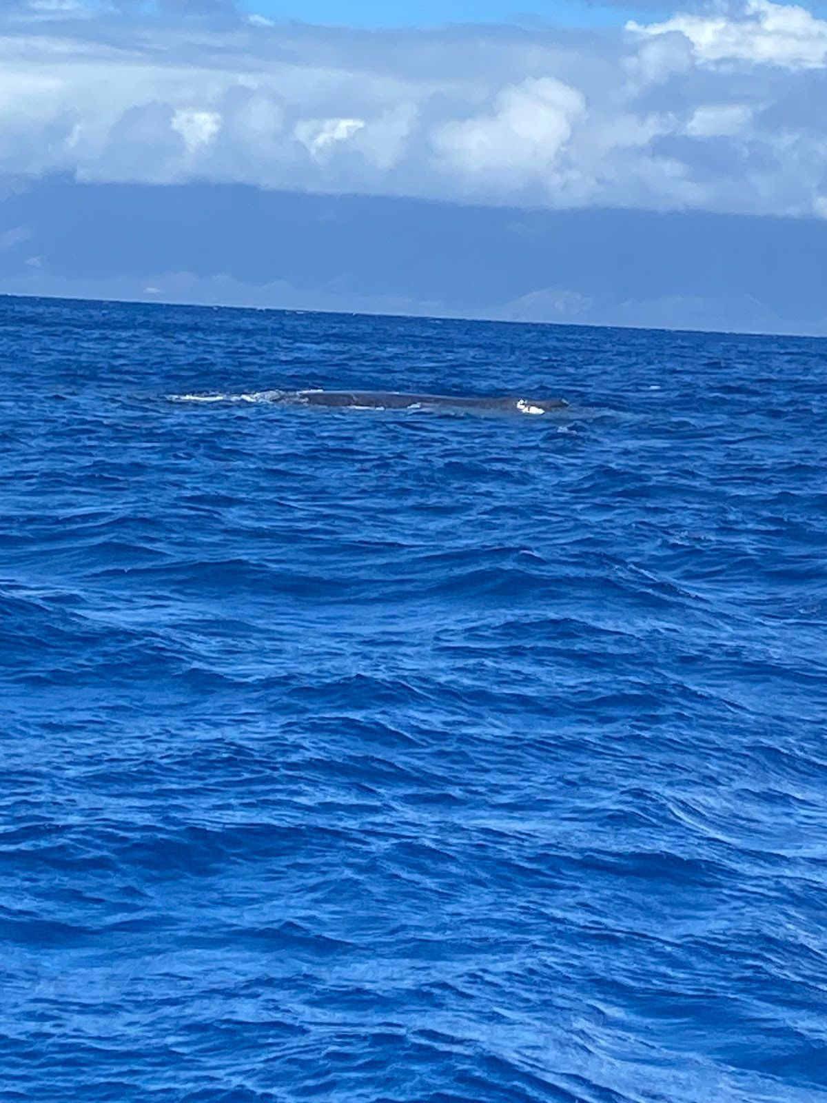 Photo 2 of The Magic Merman Snorkel Charters in Kāʻanapali, Maui