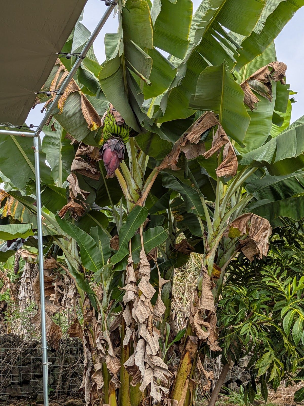 Photo 4 of Puna Chocolate Company Farm - Kona Cocoa & Coffee Orchard Tours (by reservation only) in South Kona, Big Island