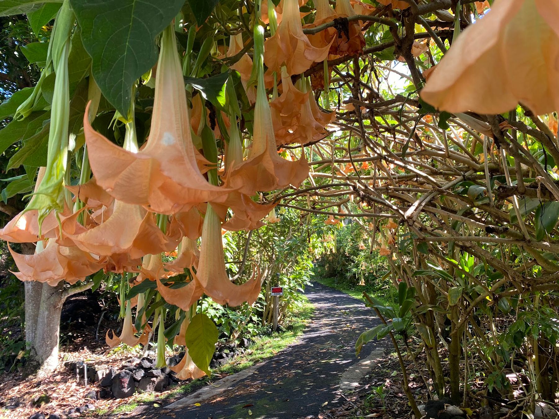 Photo 3 of JoesNuts Macadamia Farm in South Kona, Big Island