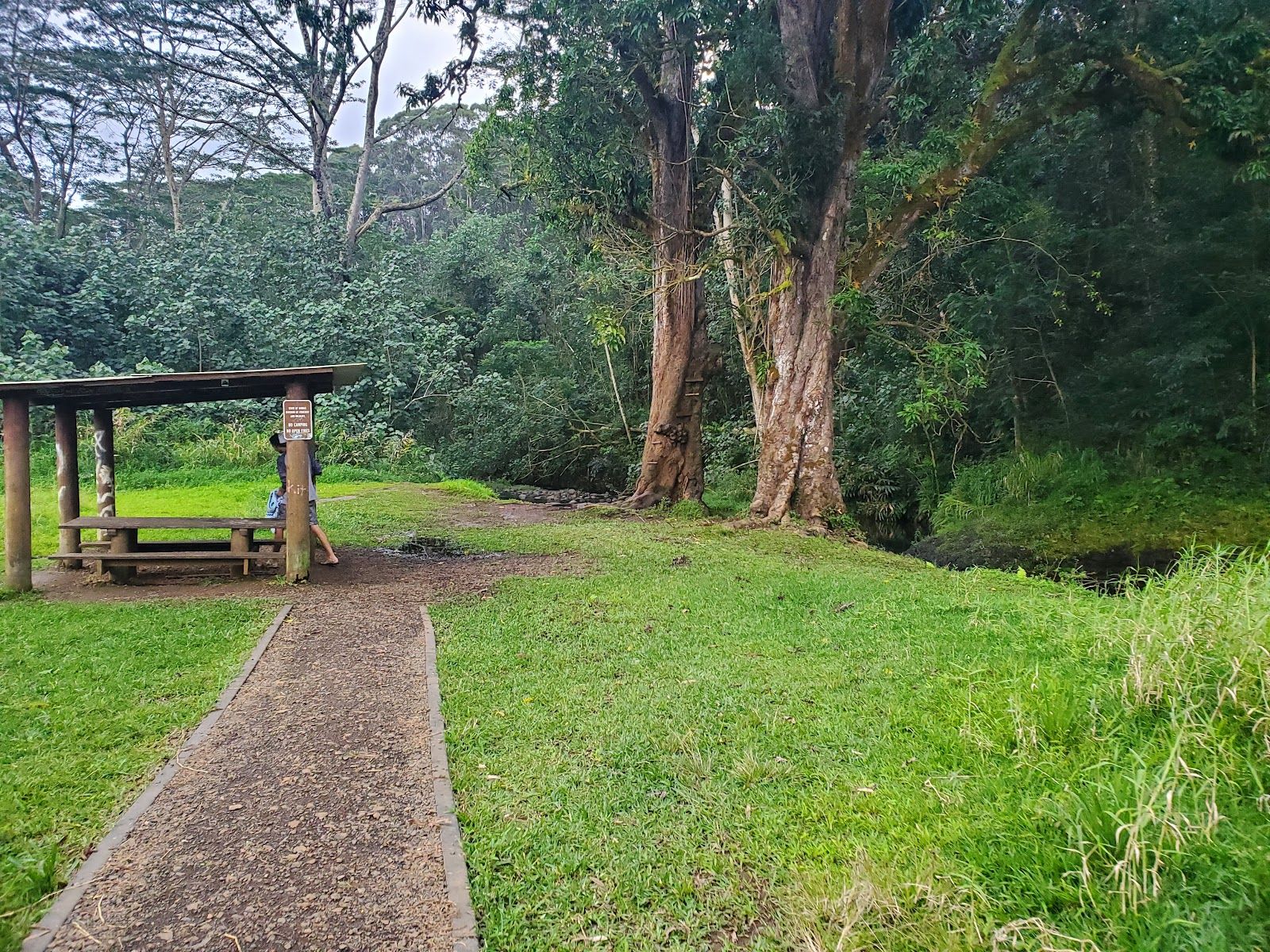Keahua Arboretum in Kapaʻa, Kaua‘i photo 4