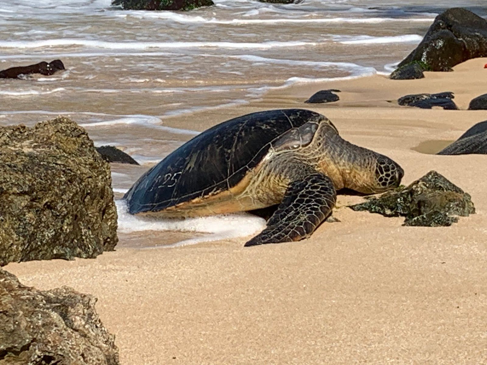 Photo 1 of Laniakea Beach in Haleʻiwa, Oahu