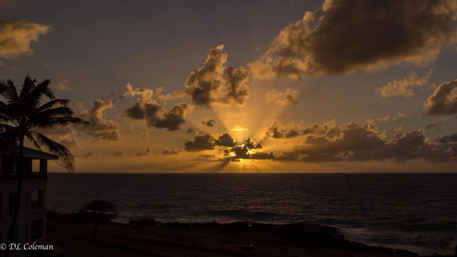 Golden sunrise over the Pacific with sunbeams through clouds, dark ocean horizon, and a palm tree silhouette at the left edge