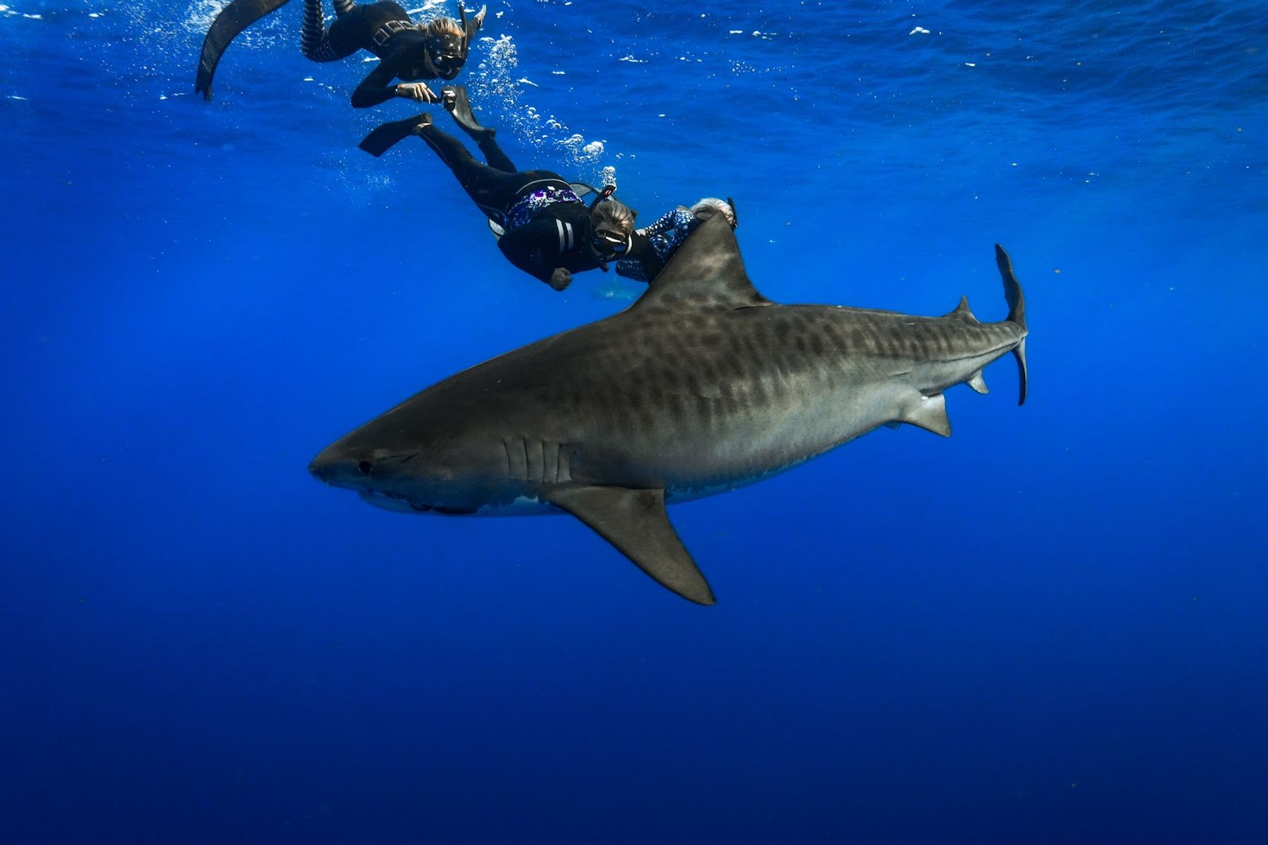 Photo 4 of One Ocean Diving in Haleʻiwa, Oahu