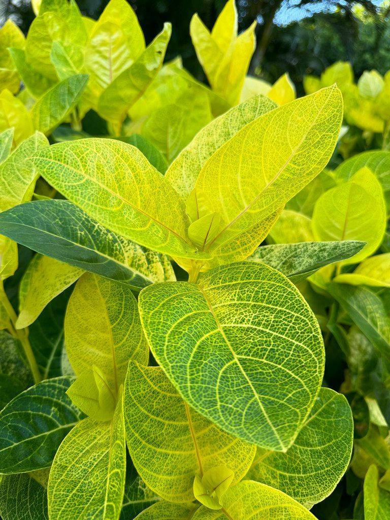 Close-up of bright yellow-green tropical leaves with prominent vein patterns and a softly blurred background