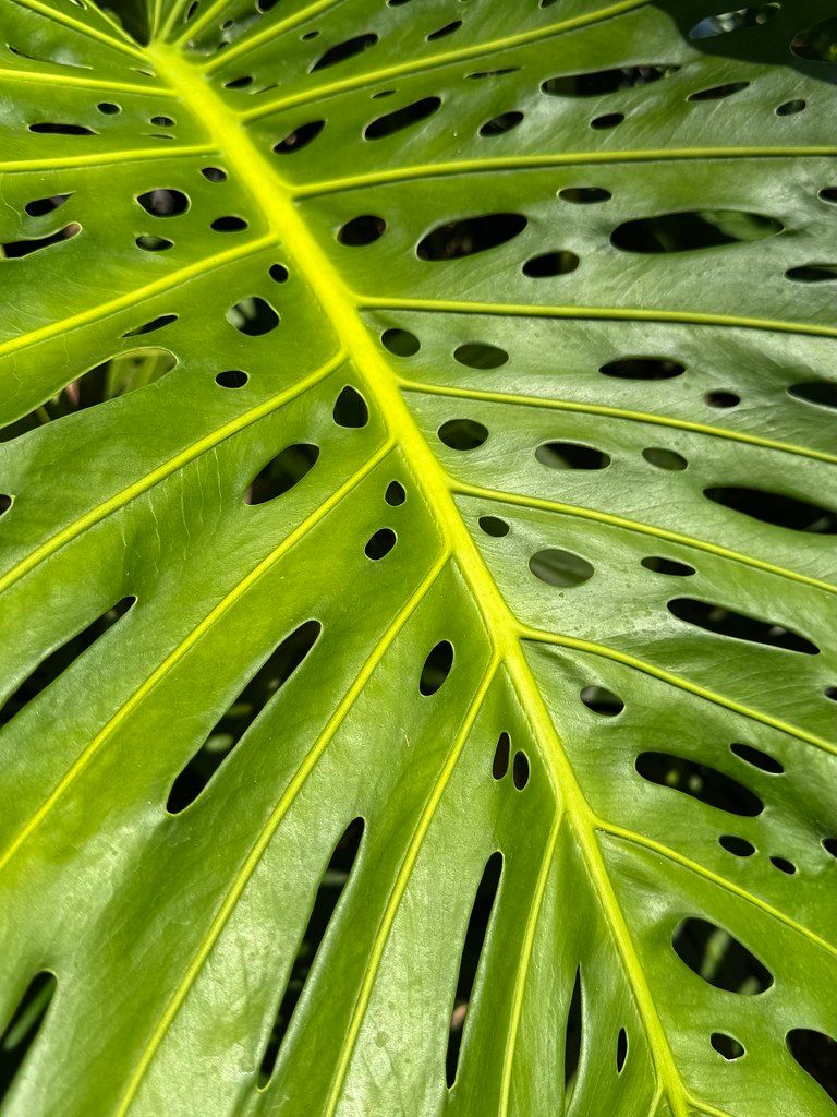 Close-up of a bright green monstera leaf with prominent veins and natural oval cutouts filling the frame