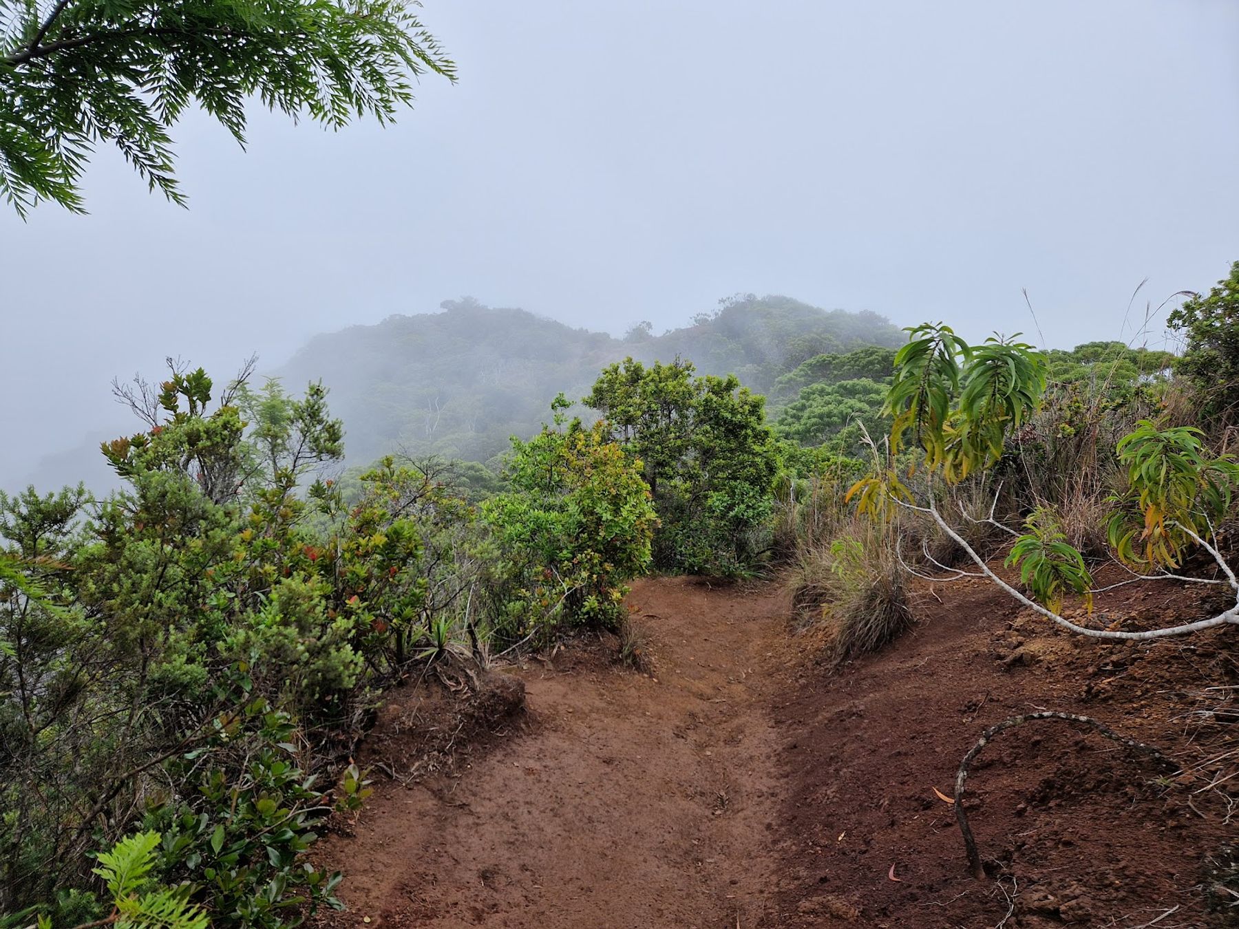 Awaʻawapuhi Trail in Waimea, Kaua‘i photo 2