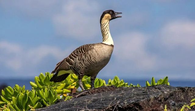 a Hawaiian Nene goose