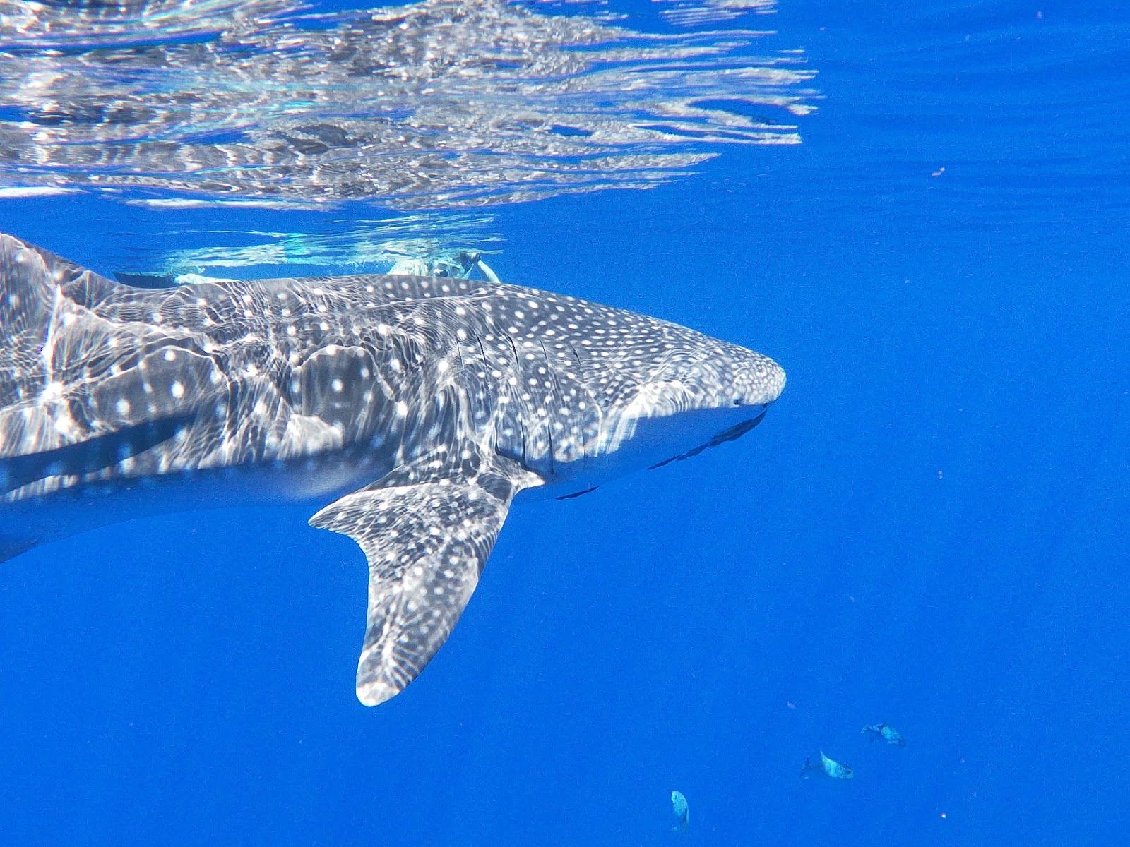 Photo 6 of Wild Hawai‘i Ocean Adventures in Kailua-Kona, Big Island