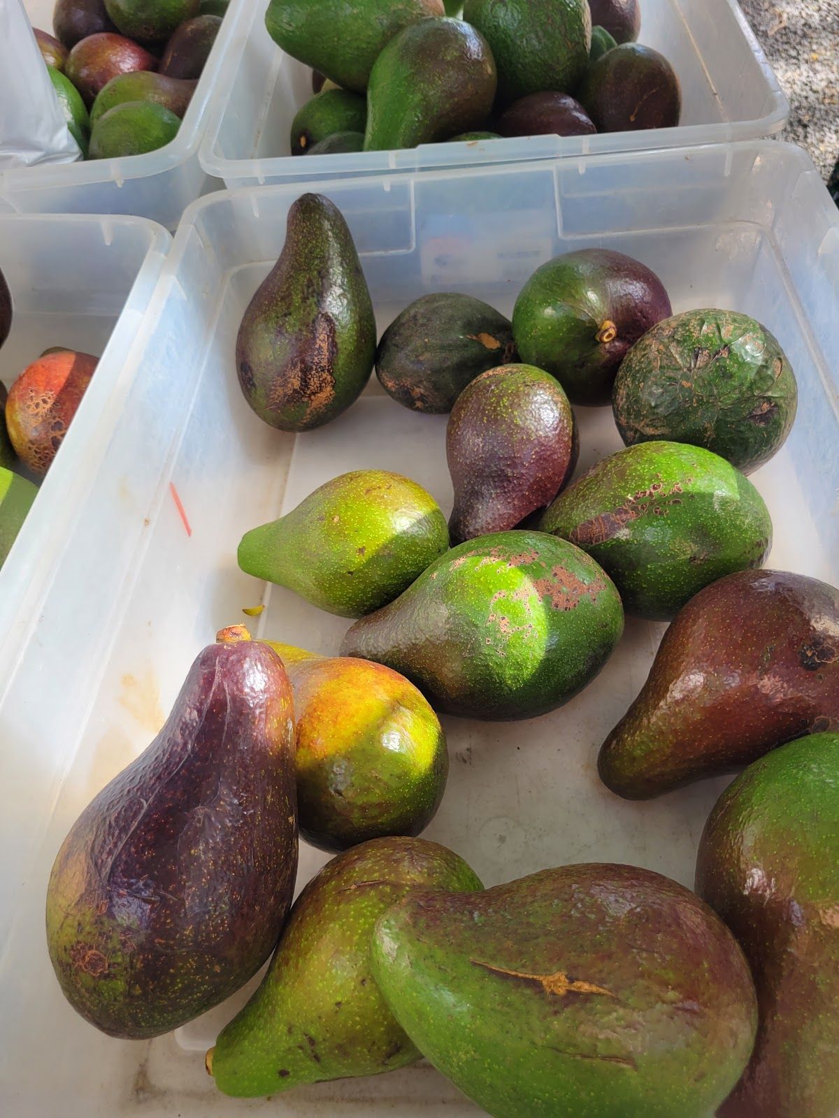 Photo 2 of Olowalu Juice Stand in Olowalu, Maui