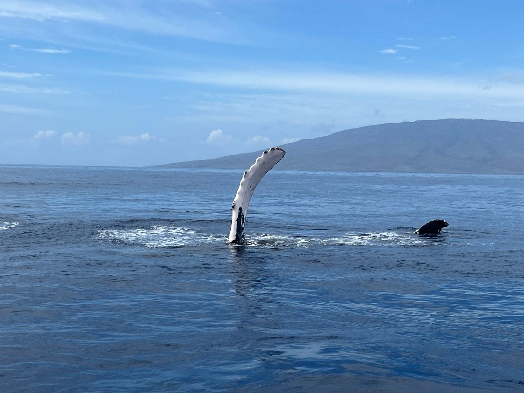 Photo 2 of Makai Adventures - WHALES GUARANTEED! Maui Whale Watching, Dolphins, Snorkeling, Private Charters in Lāhainā, Maui