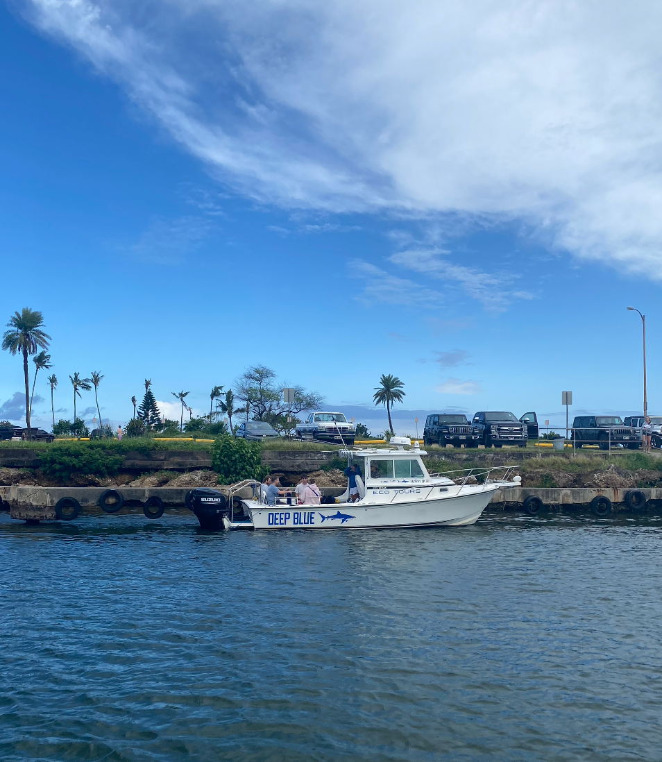 Photo 4 of Deep Blue Eco Tours in Haleʻiwa, Oahu