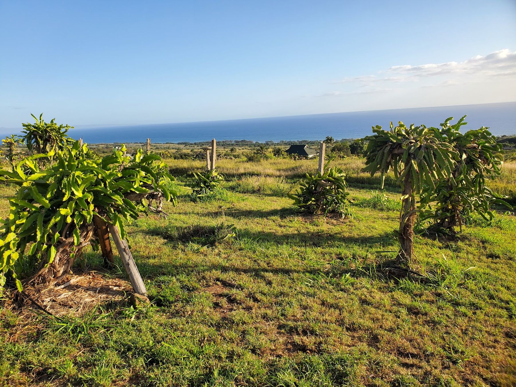 Photo 5 of Maui Dragon Fruit Farm in Lāhainā, Maui