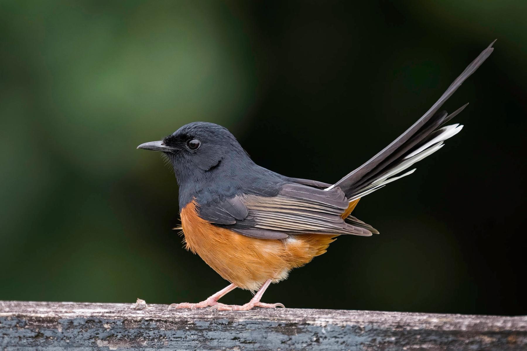 White-rumped shama with dark head and orange belly perched on a weathered rail against a soft green blurred background