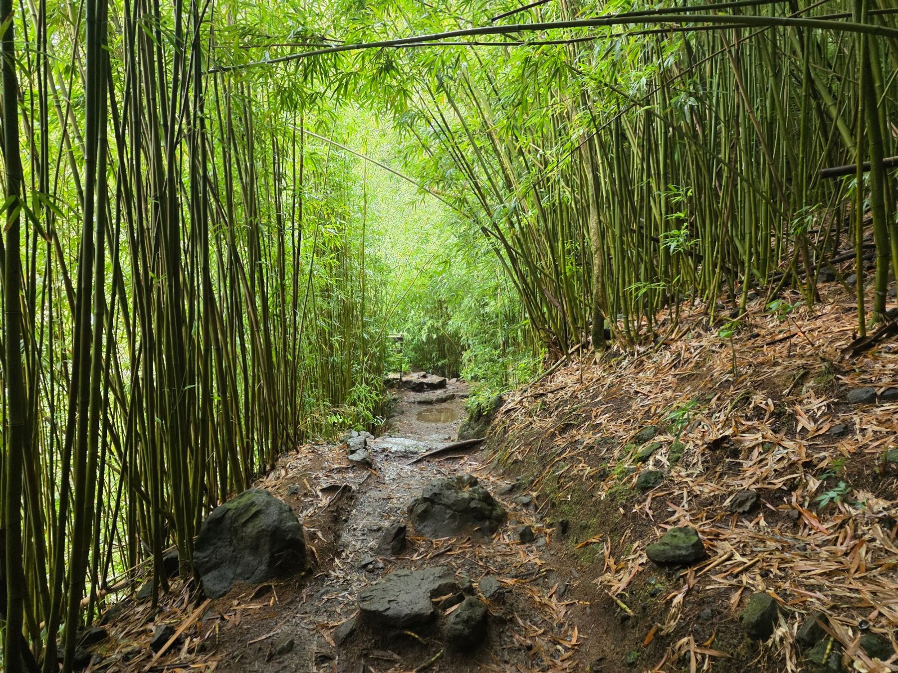 Photo 3 of Pipiwai Trail in Kīpahulu & Kaupō, Maui
