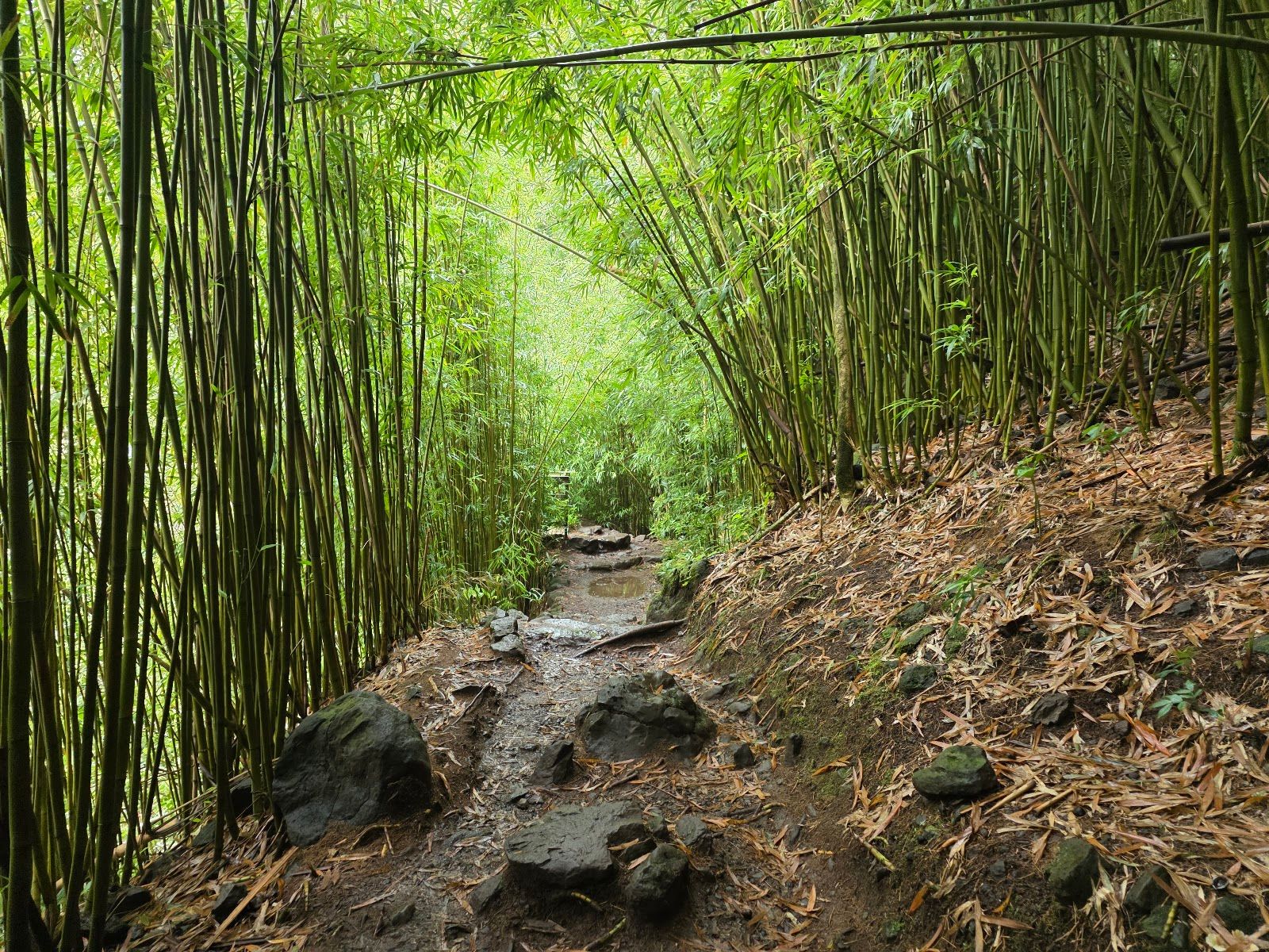 Photo 3 of Pipiwai Trail in Kīpahulu & Kaupō, Maui