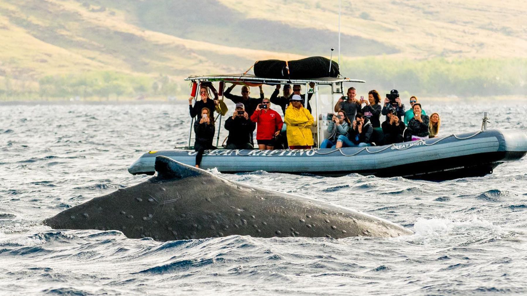Photo 1 of Hawaii Ocean Rafting Whale Watch and Snorkel in Lāhainā, Maui